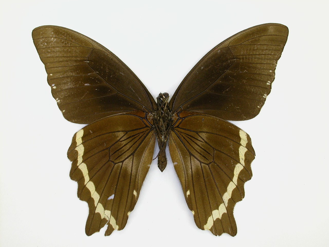 https://www.hitohaku.jp/material/l-material/butterfly-wing/1-papilionidae/B1-269760_B.jpg