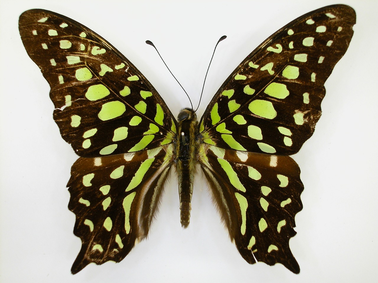 https://www.hitohaku.jp/material/l-material/butterfly-wing/1-papilionidae/B1-269773_A.jpg