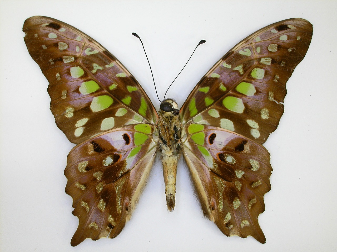 https://www.hitohaku.jp/material/l-material/butterfly-wing/1-papilionidae/B1-269773_B.jpg