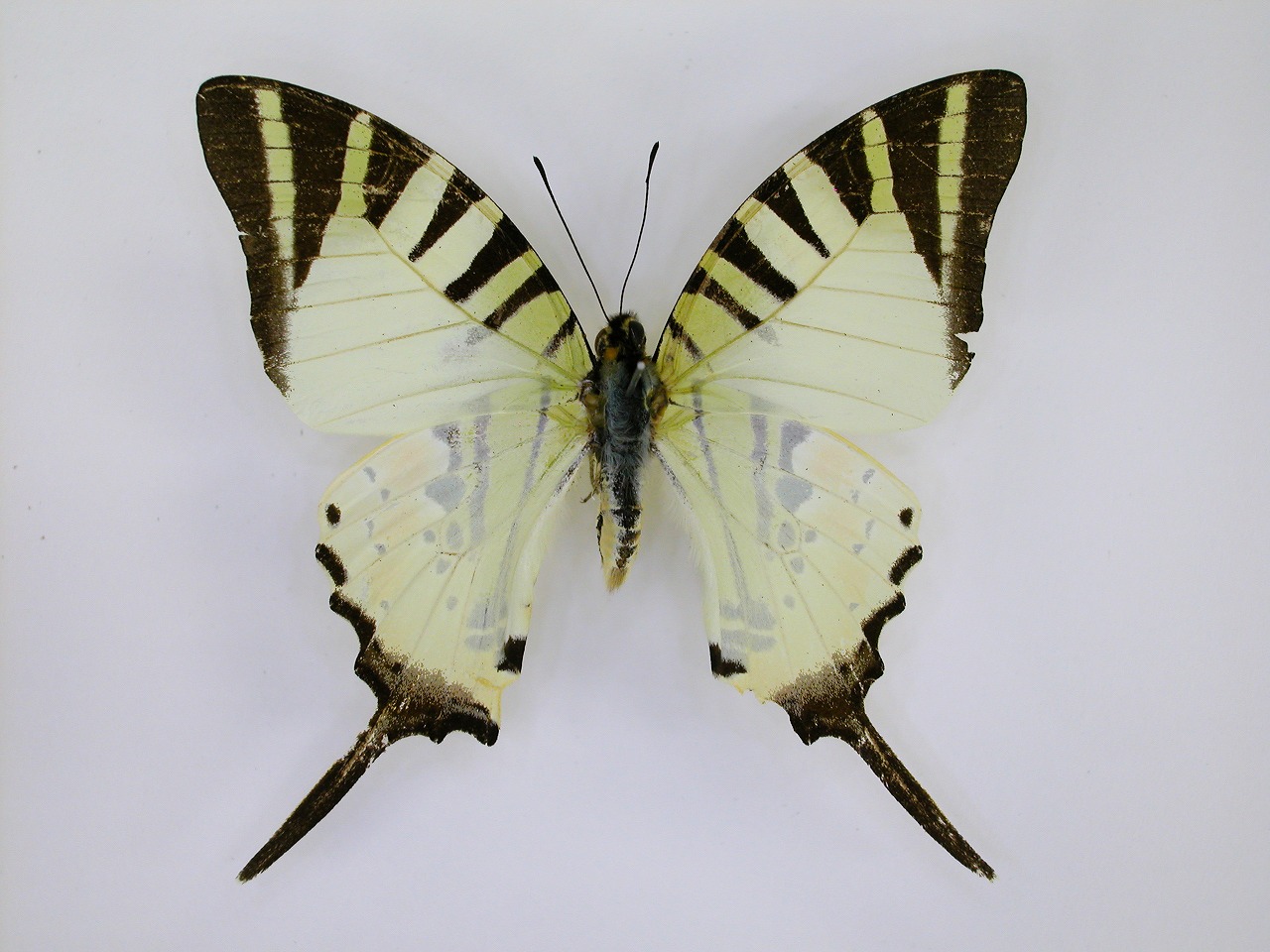 https://www.hitohaku.jp/material/l-material/butterfly-wing/1-papilionidae/B1-269810_A.jpg