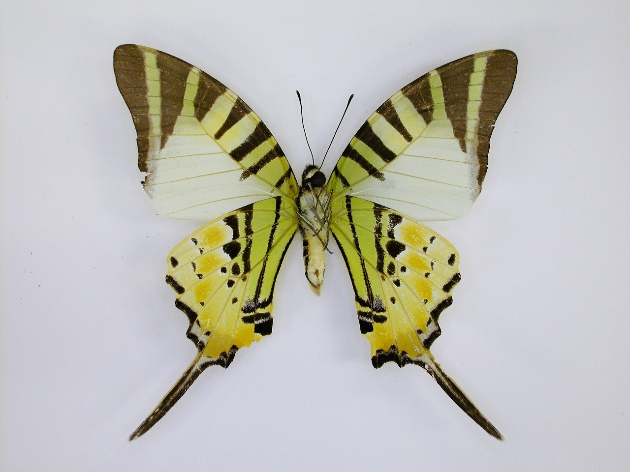 https://www.hitohaku.jp/material/l-material/butterfly-wing/1-papilionidae/B1-269810_B.jpg