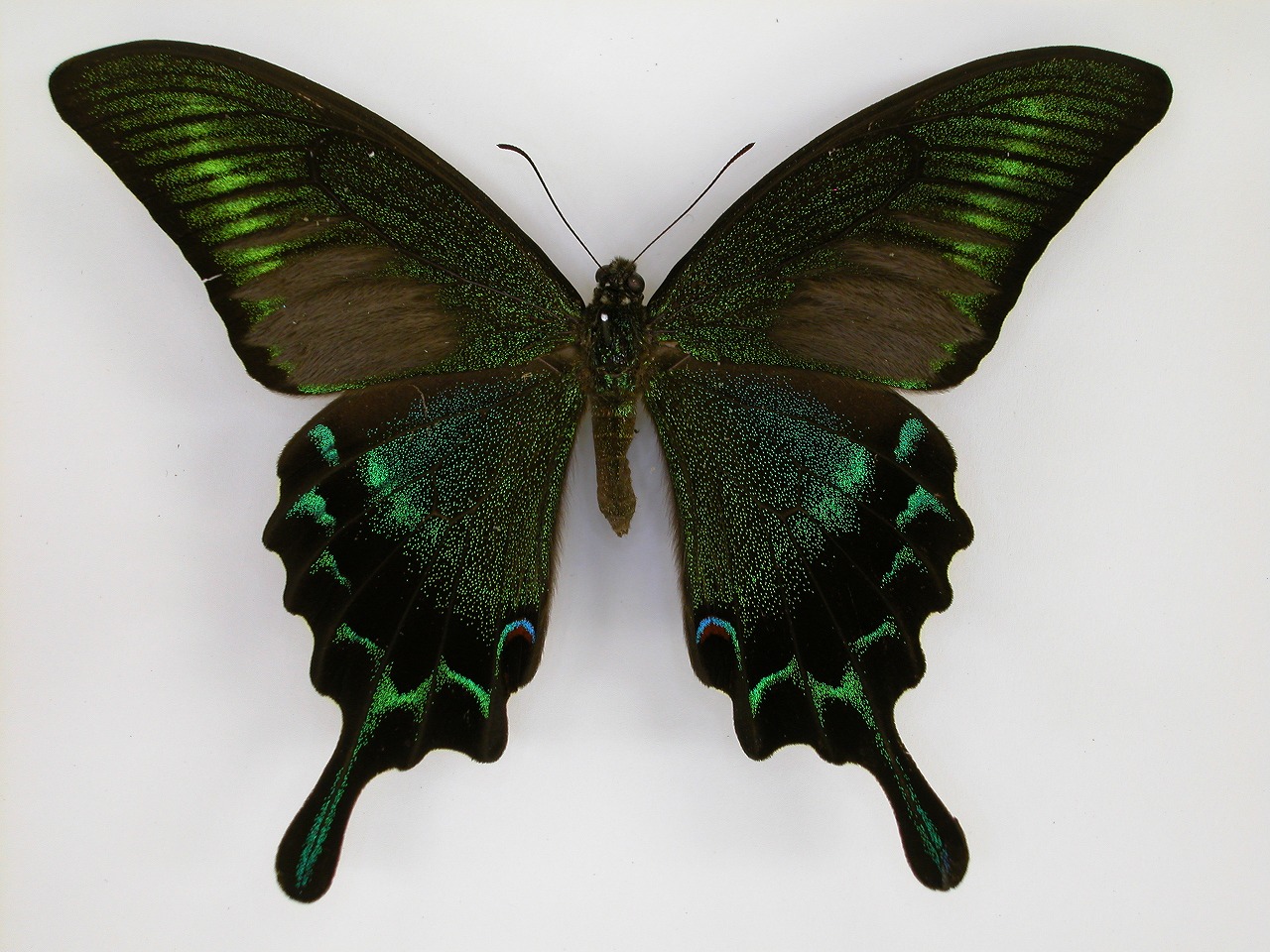 https://www.hitohaku.jp/material/l-material/butterfly-wing/1-papilionidae/B1-269815_A.jpg