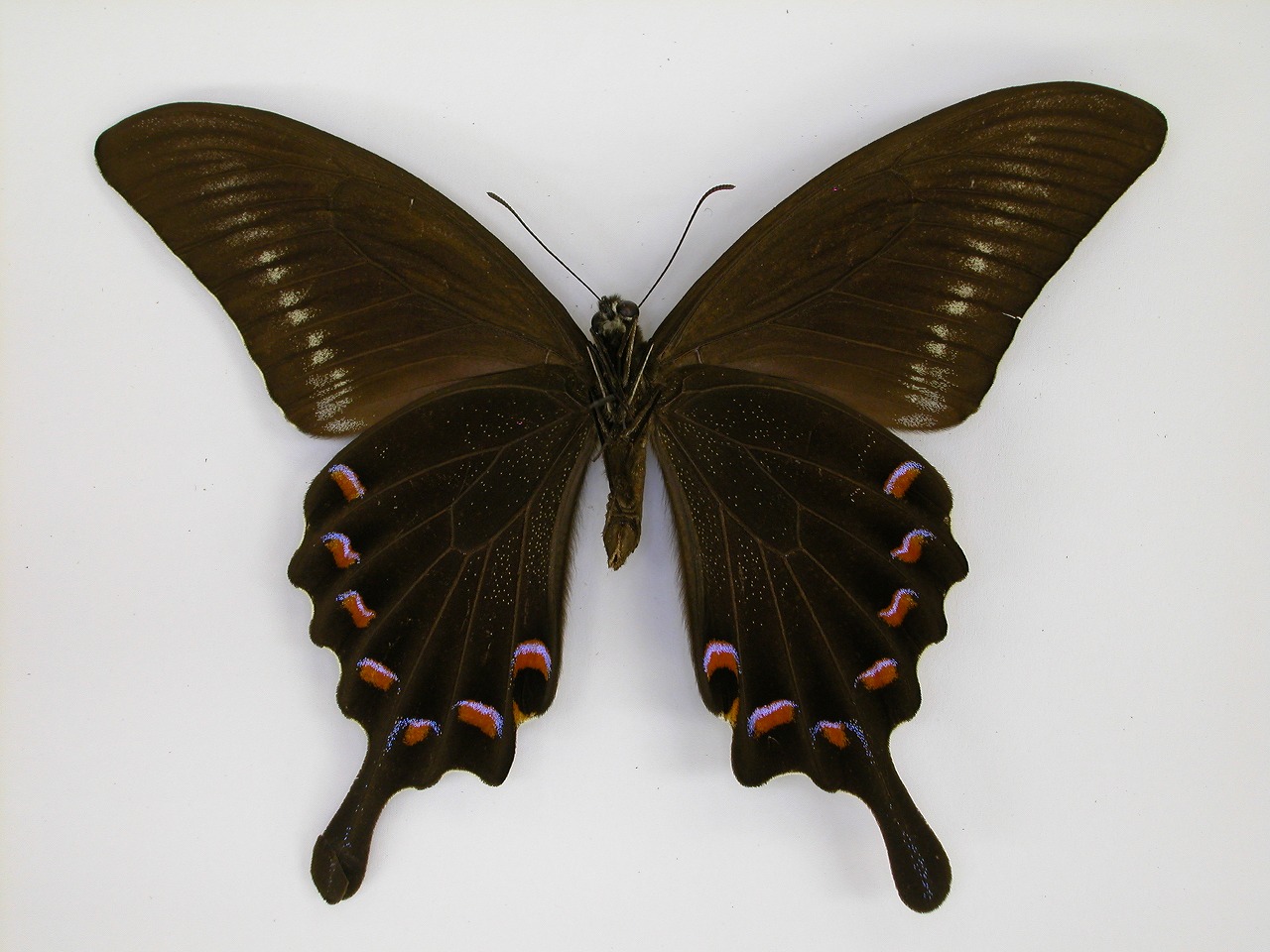 https://www.hitohaku.jp/material/l-material/butterfly-wing/1-papilionidae/B1-269815_B.jpg