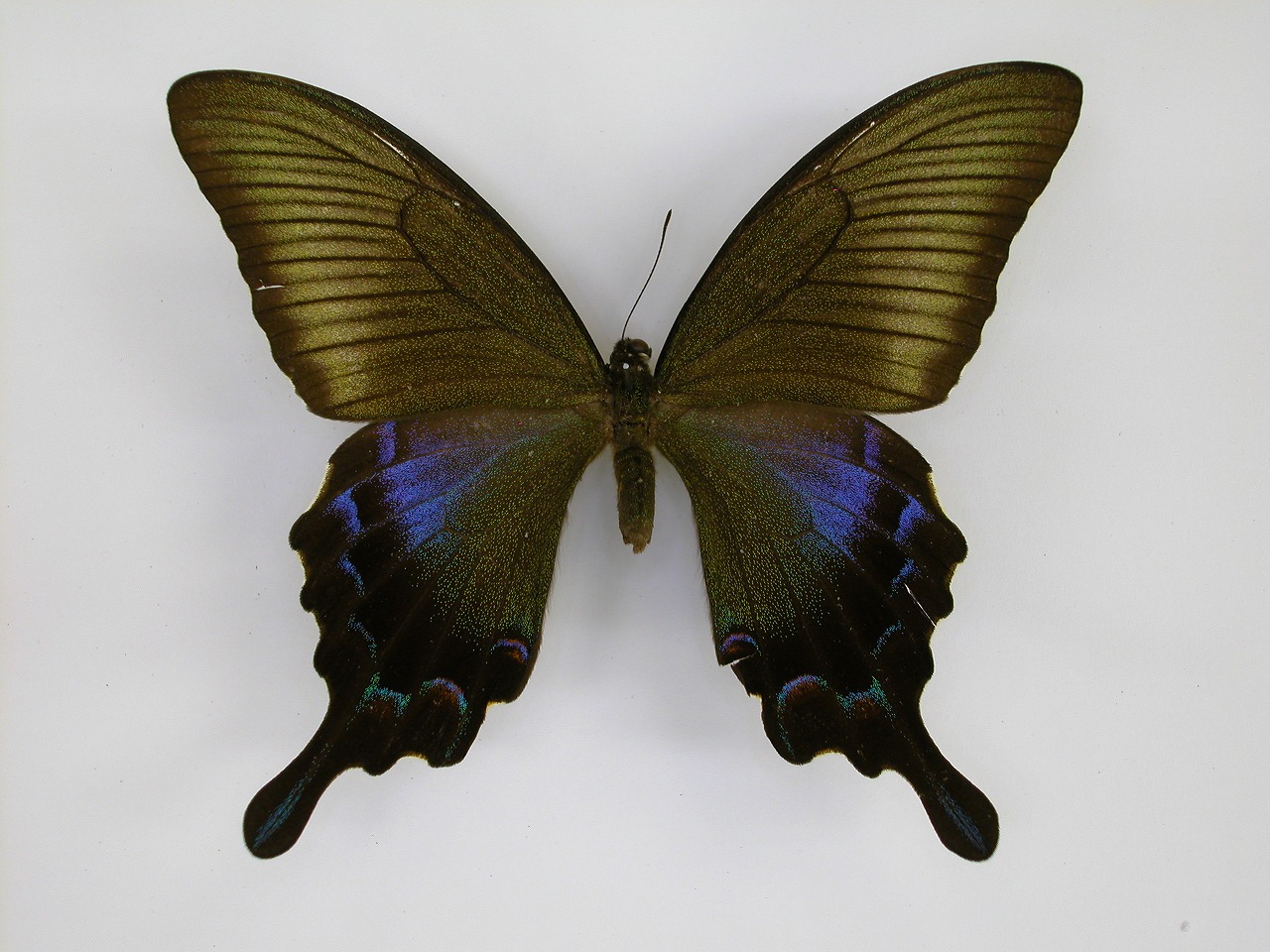 https://www.hitohaku.jp/material/l-material/butterfly-wing/1-papilionidae/B1-269818_A.jpg