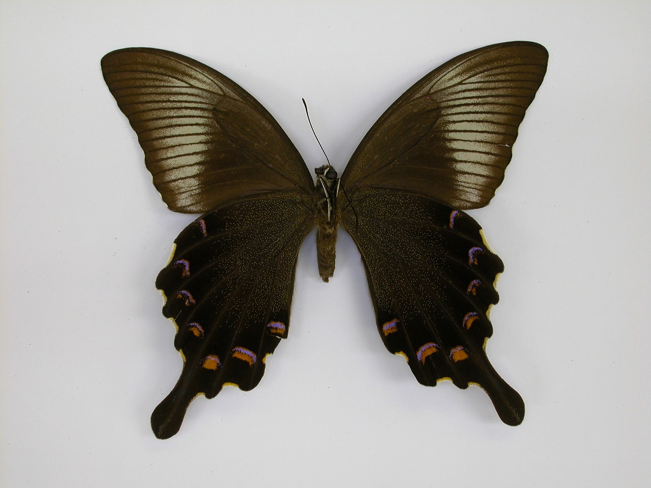 https://www.hitohaku.jp/material/l-material/butterfly-wing/1-papilionidae/B1-269818_B.jpg