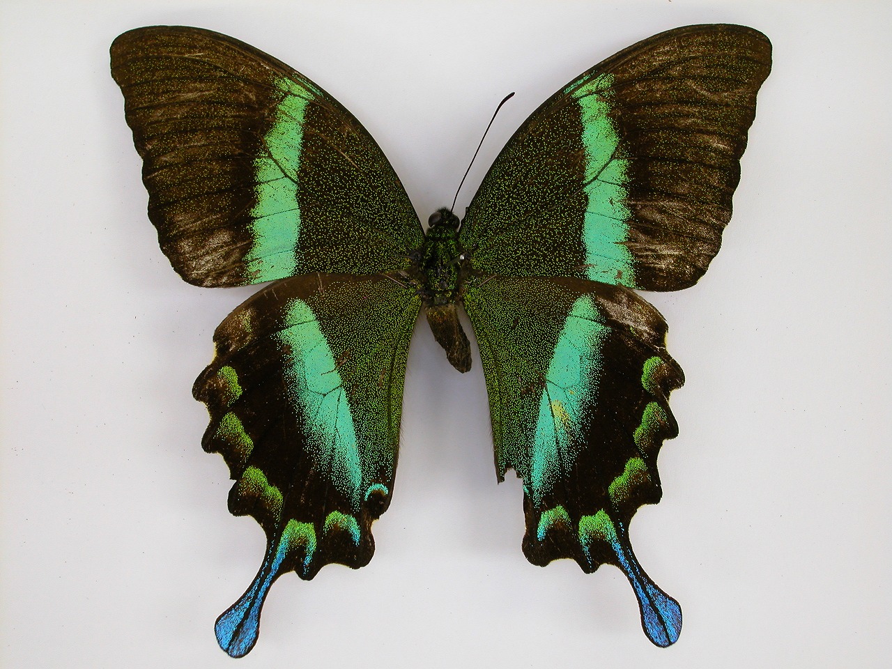 https://www.hitohaku.jp/material/l-material/butterfly-wing/1-papilionidae/B1-269824_A.jpg