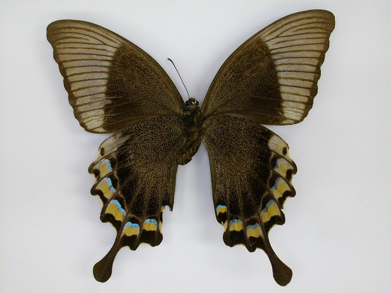 https://www.hitohaku.jp/material/l-material/butterfly-wing/1-papilionidae/B1-269824_B.jpg