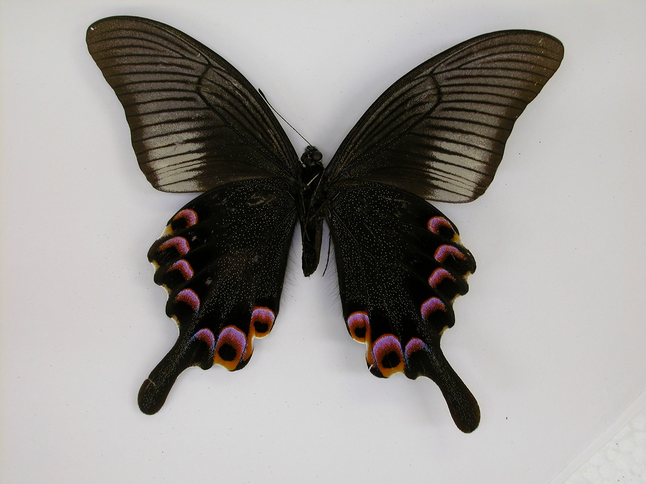 https://www.hitohaku.jp/material/l-material/butterfly-wing/1-papilionidae/B1-269825_B.jpg