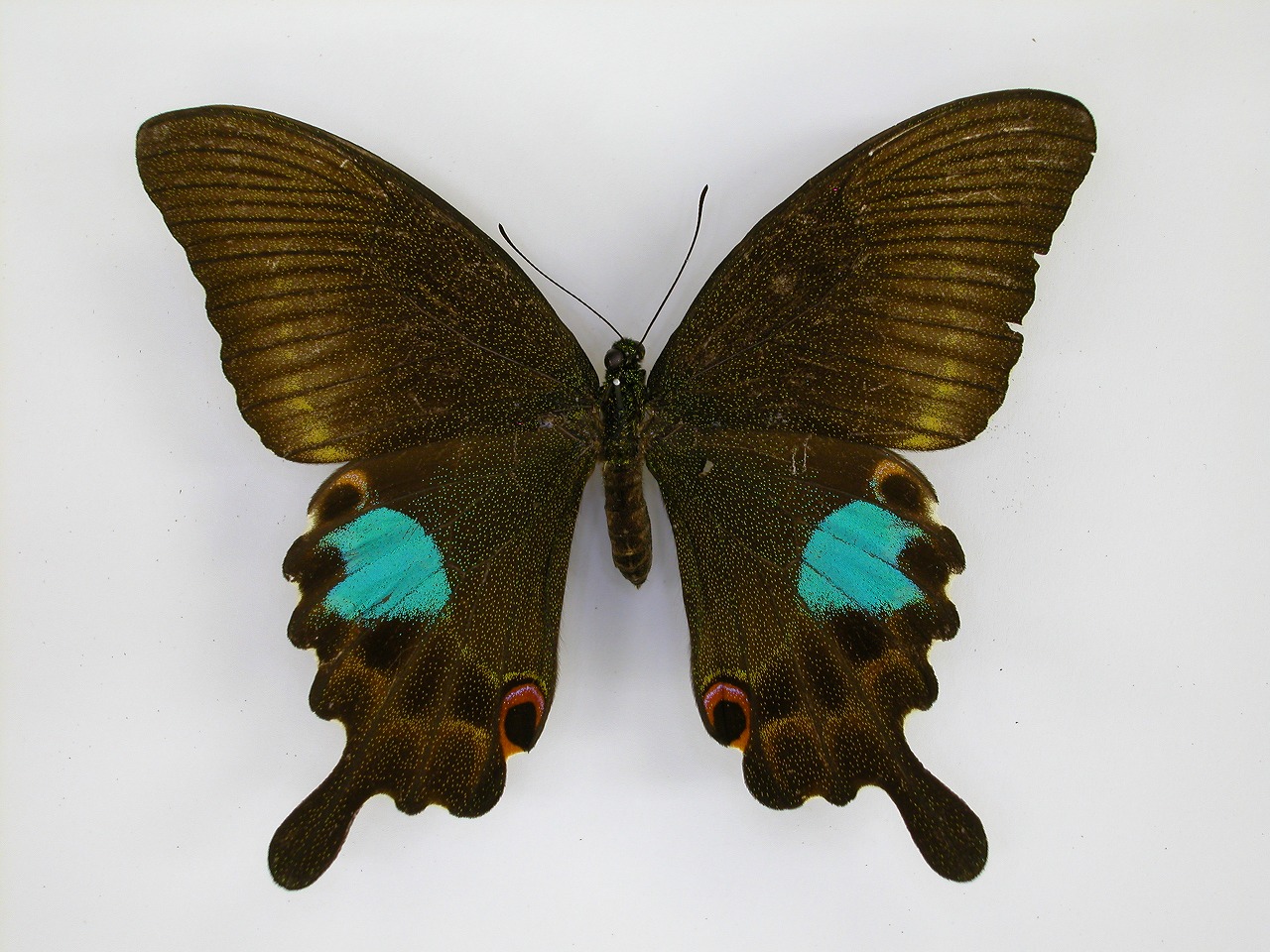 https://www.hitohaku.jp/material/l-material/butterfly-wing/1-papilionidae/B1-269827_A.jpg
