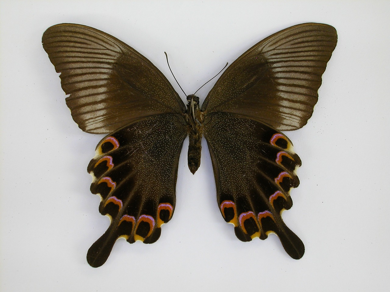 https://www.hitohaku.jp/material/l-material/butterfly-wing/1-papilionidae/B1-269827_B.jpg