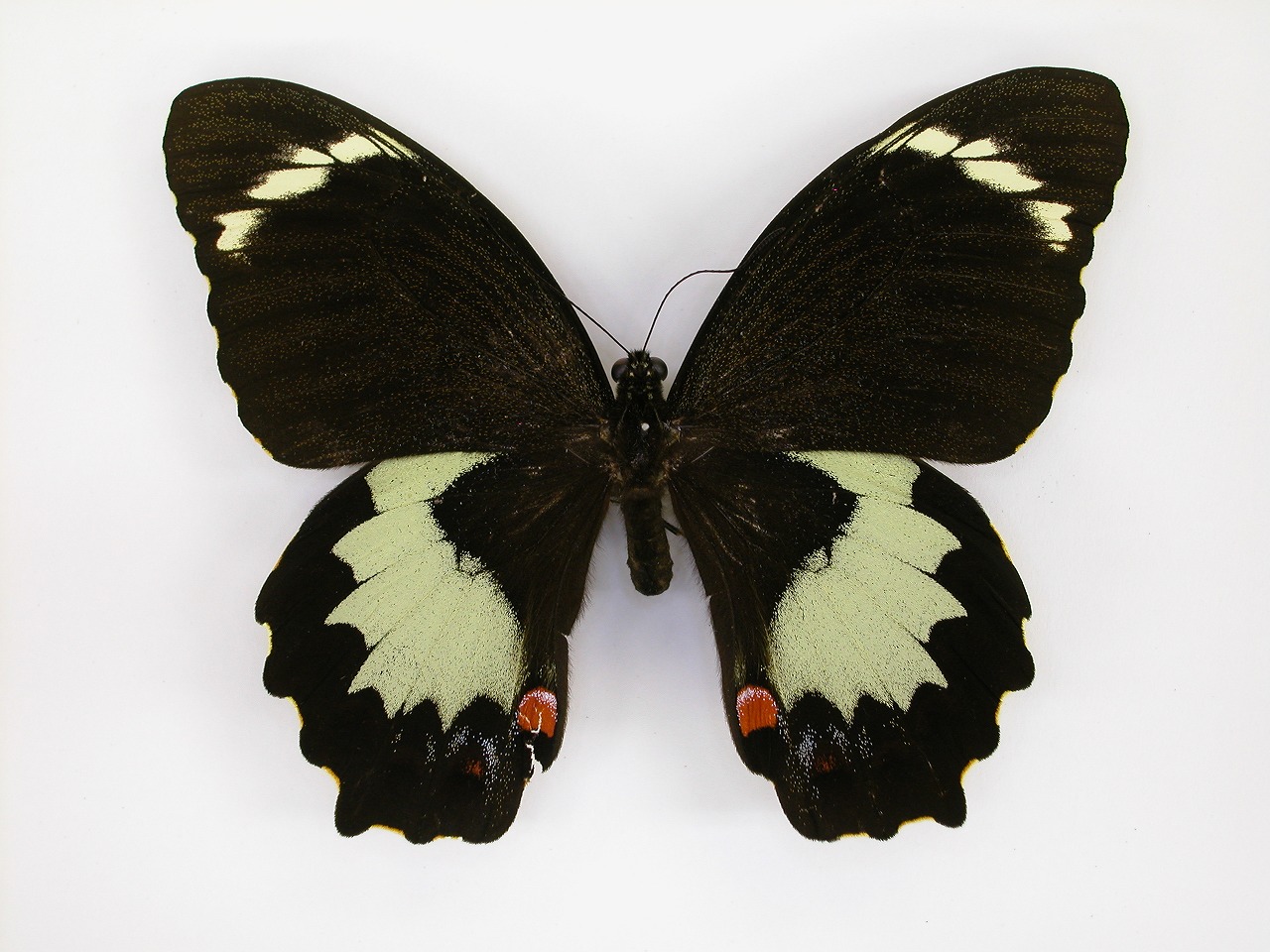 https://www.hitohaku.jp/material/l-material/butterfly-wing/1-papilionidae/B1-269833_A.jpg
