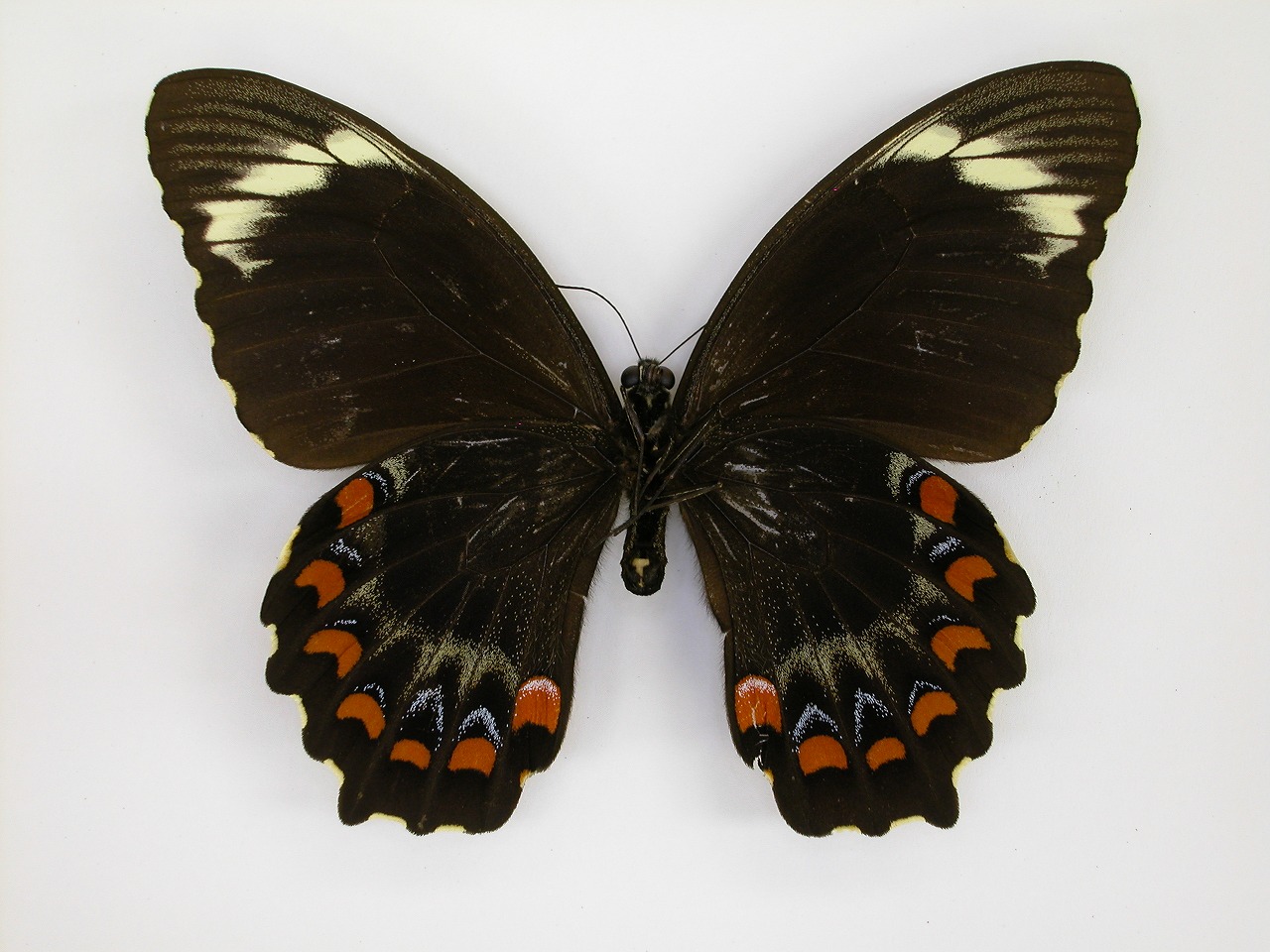 https://www.hitohaku.jp/material/l-material/butterfly-wing/1-papilionidae/B1-269833_B.jpg