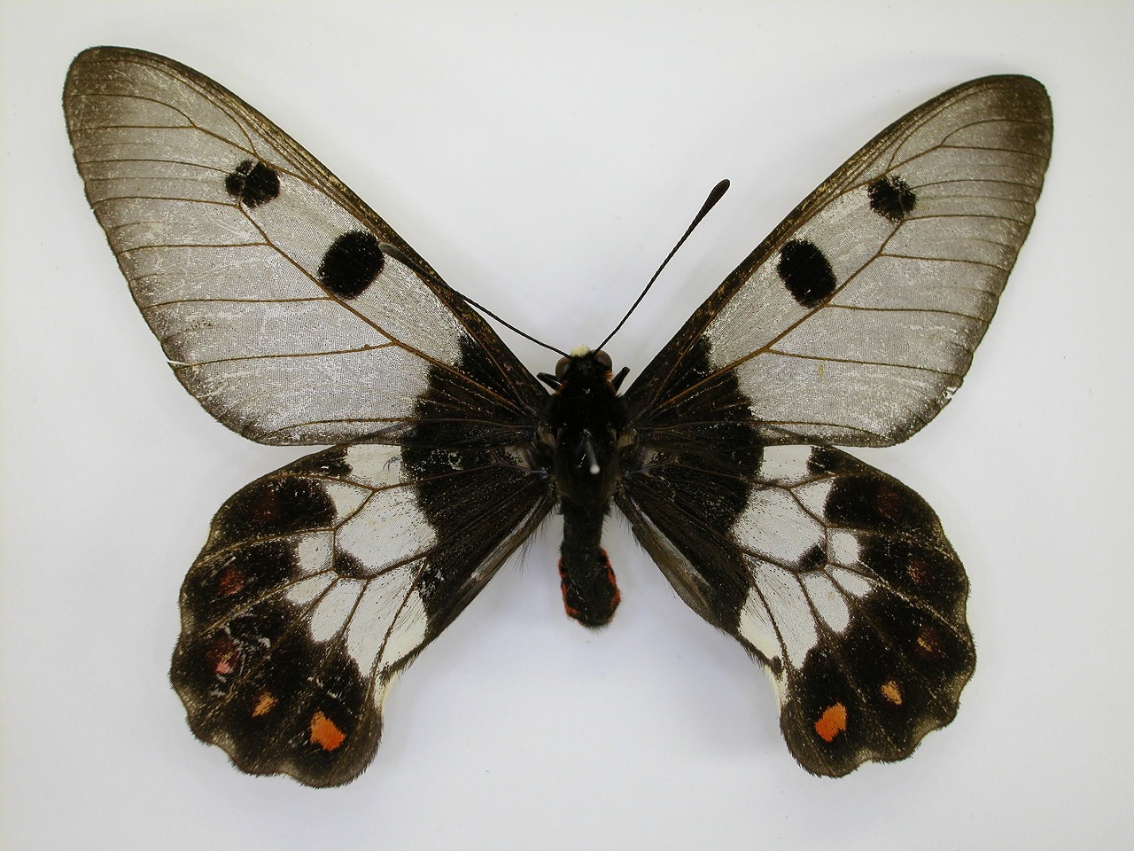 https://www.hitohaku.jp/material/l-material/butterfly-wing/1-papilionidae/B1-269864_A.jpg