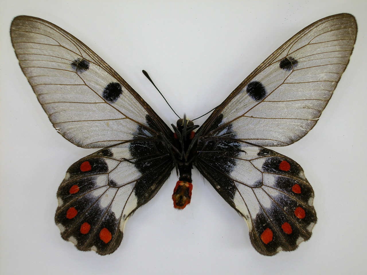https://www.hitohaku.jp/material/l-material/butterfly-wing/1-papilionidae/B1-269864_B.jpg