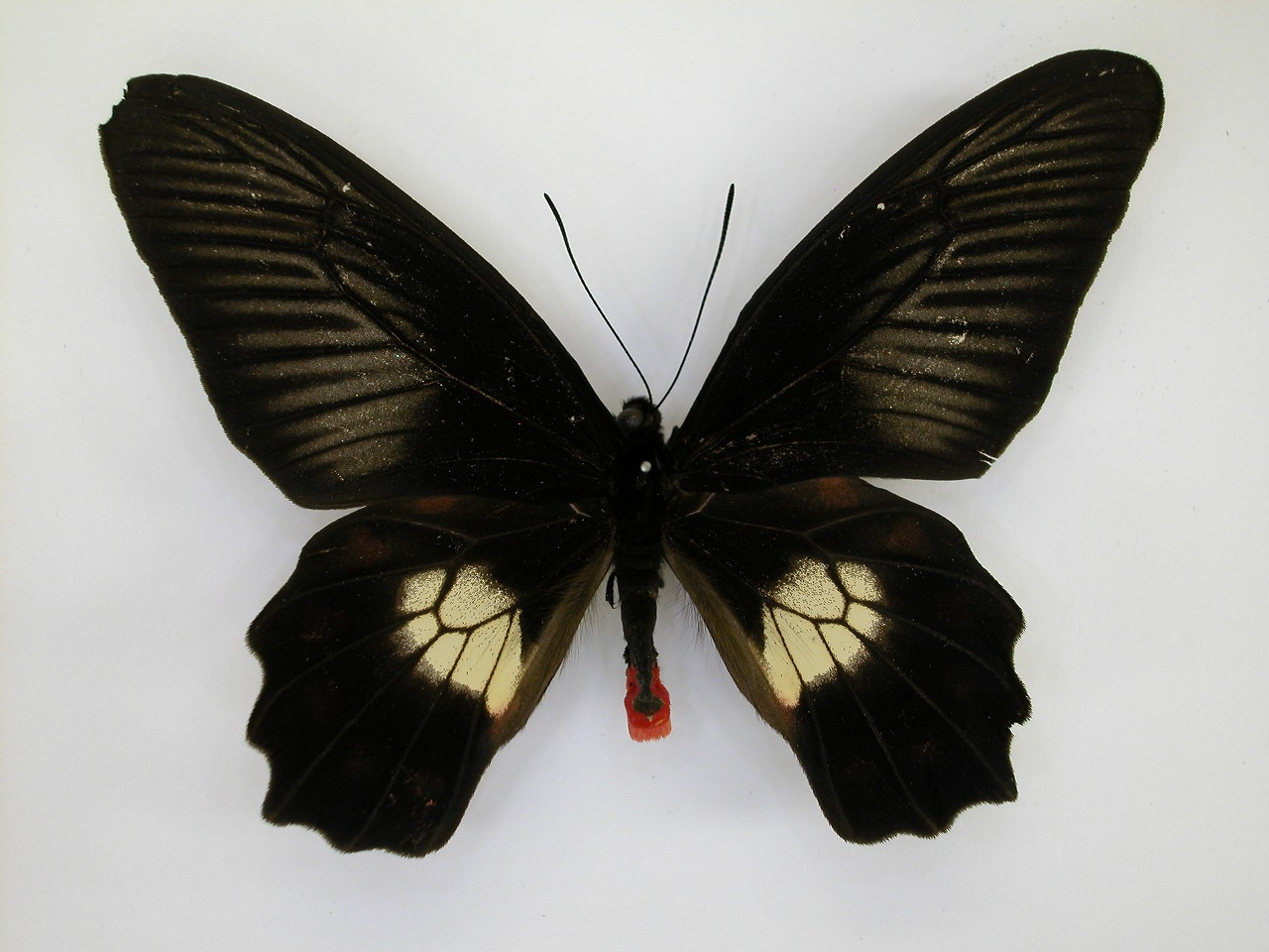 https://www.hitohaku.jp/material/l-material/butterfly-wing/1-papilionidae/B1-269869_A.jpg