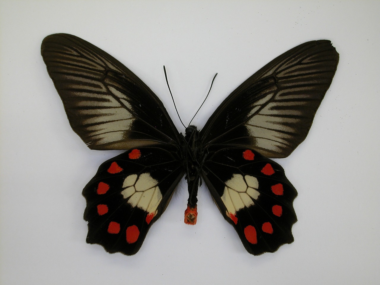 https://www.hitohaku.jp/material/l-material/butterfly-wing/1-papilionidae/B1-269869_B.jpg