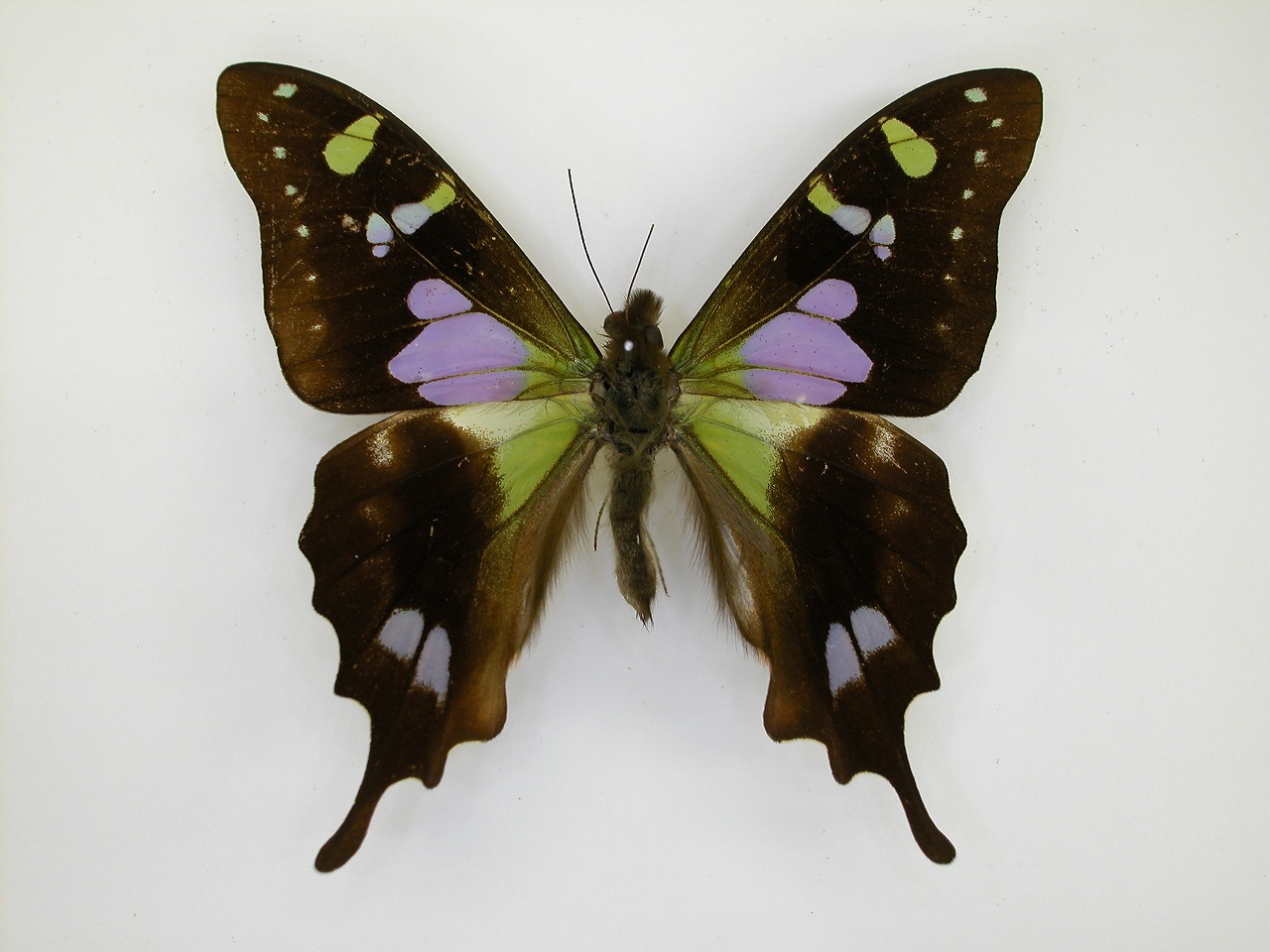 https://www.hitohaku.jp/material/l-material/butterfly-wing/1-papilionidae/B1-269884_A.jpg