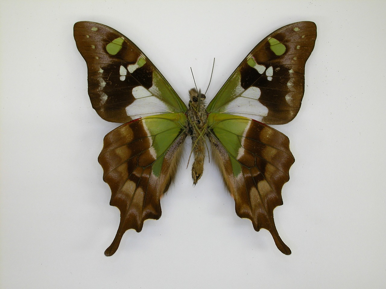 https://www.hitohaku.jp/material/l-material/butterfly-wing/1-papilionidae/B1-269884_B.jpg