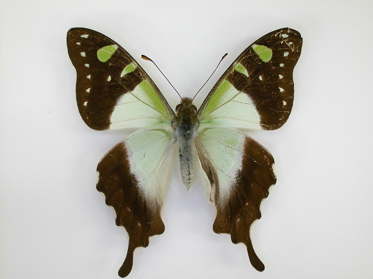 https://www.hitohaku.jp/material/l-material/butterfly-wing/1-papilionidae/B1-269891_A.jpg