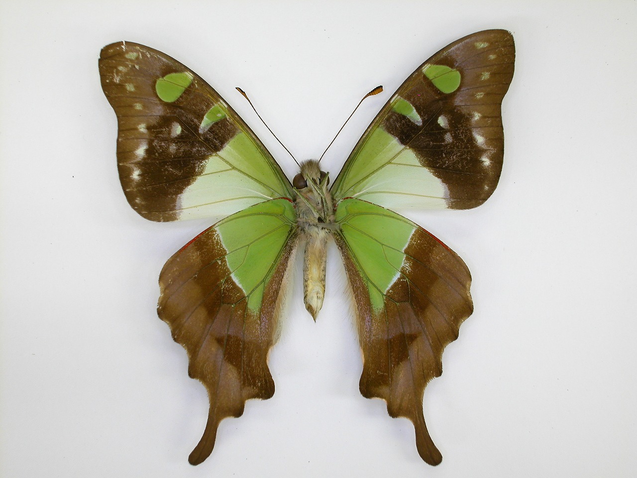 https://www.hitohaku.jp/material/l-material/butterfly-wing/1-papilionidae/B1-269891_B.jpg