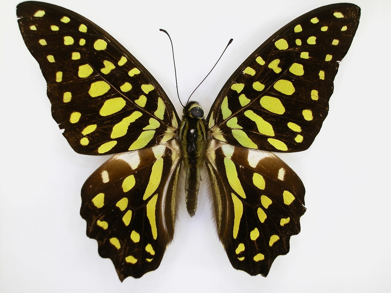 https://www.hitohaku.jp/material/l-material/butterfly-wing/1-papilionidae/B1-269905_A.jpg