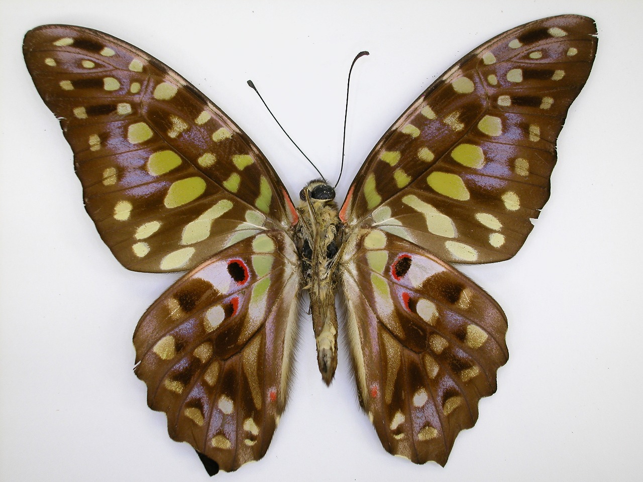 https://www.hitohaku.jp/material/l-material/butterfly-wing/1-papilionidae/B1-269905_B.jpg