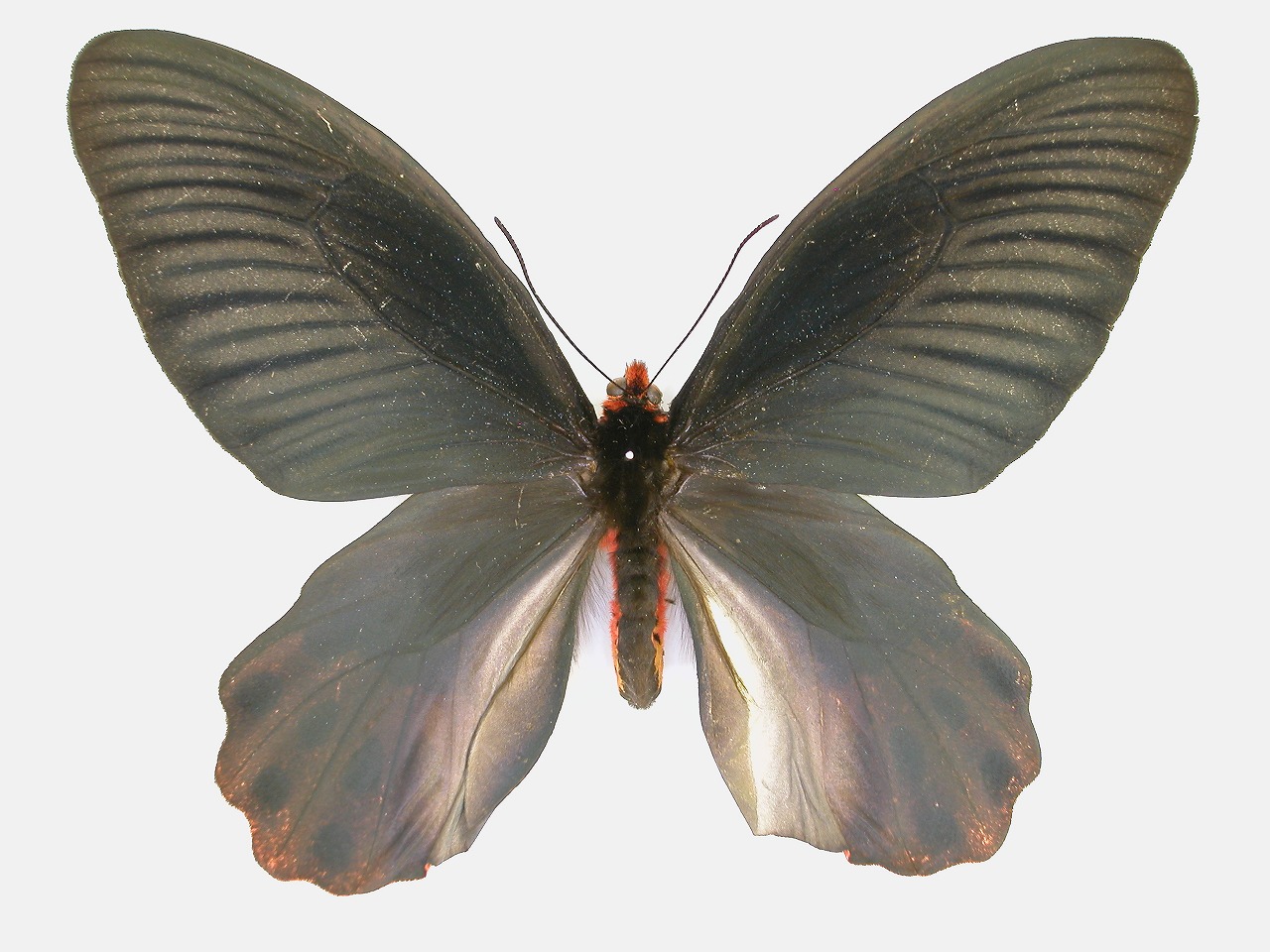 https://www.hitohaku.jp/material/l-material/butterfly-wing/1-papilionidae/B1-269919_A.jpg