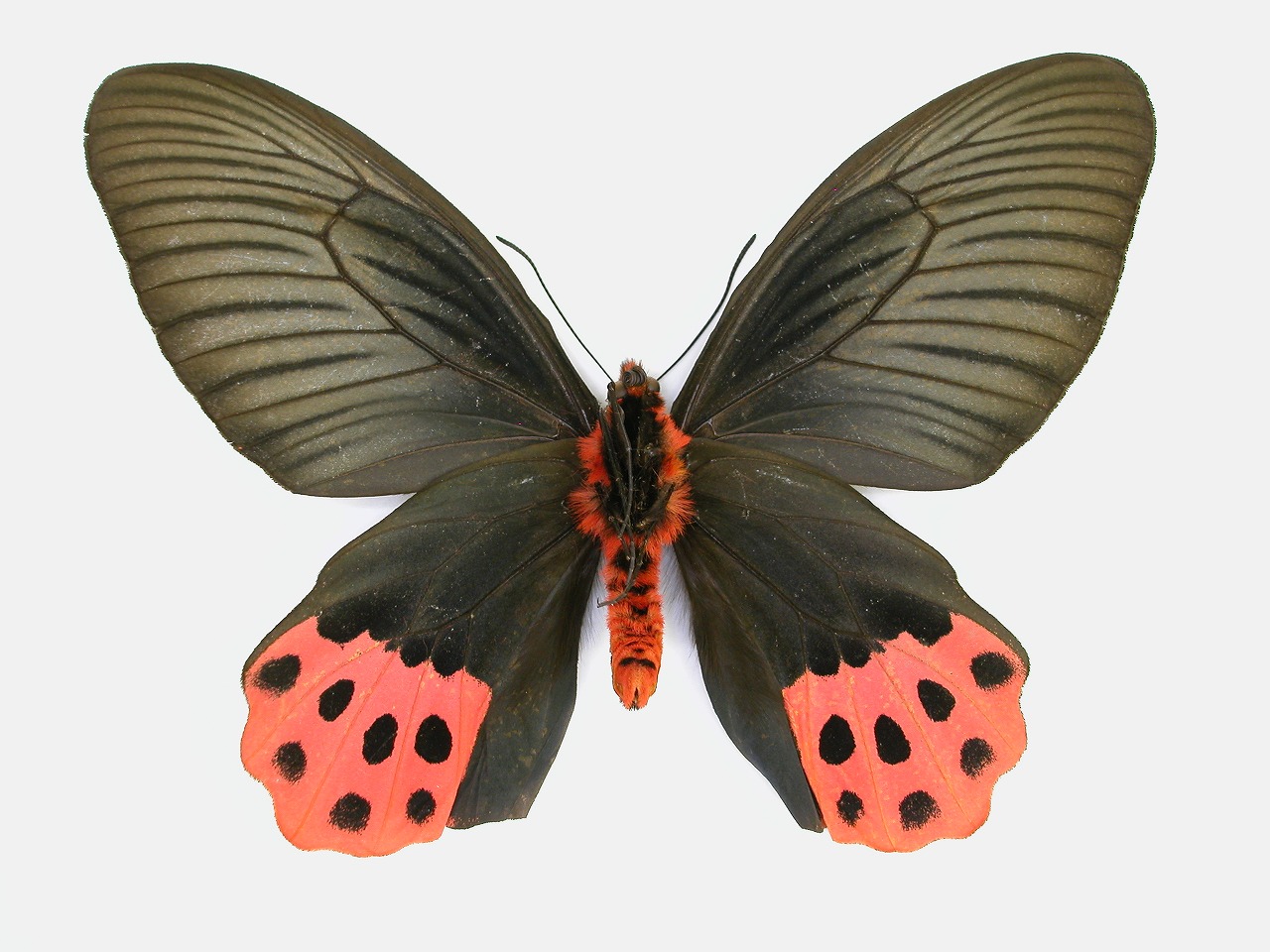 https://www.hitohaku.jp/material/l-material/butterfly-wing/1-papilionidae/B1-269919_B.jpg