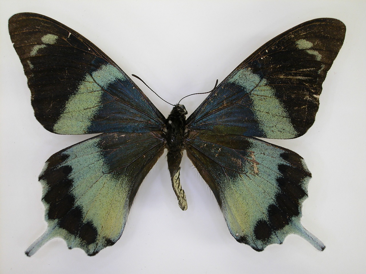 https://www.hitohaku.jp/material/l-material/butterfly-wing/1-papilionidae/B1-269940_A.jpg