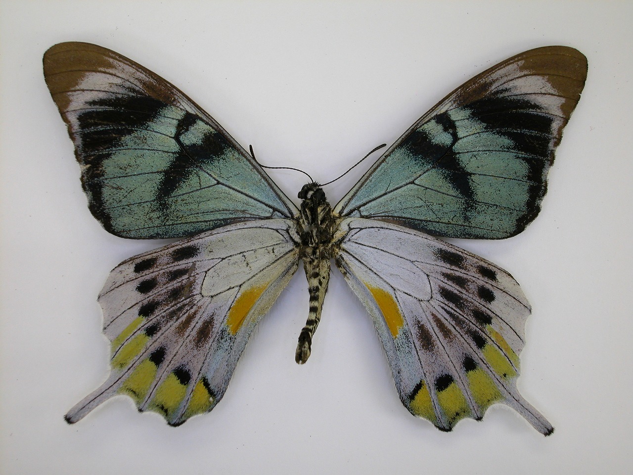 https://www.hitohaku.jp/material/l-material/butterfly-wing/1-papilionidae/B1-269940_B.jpg