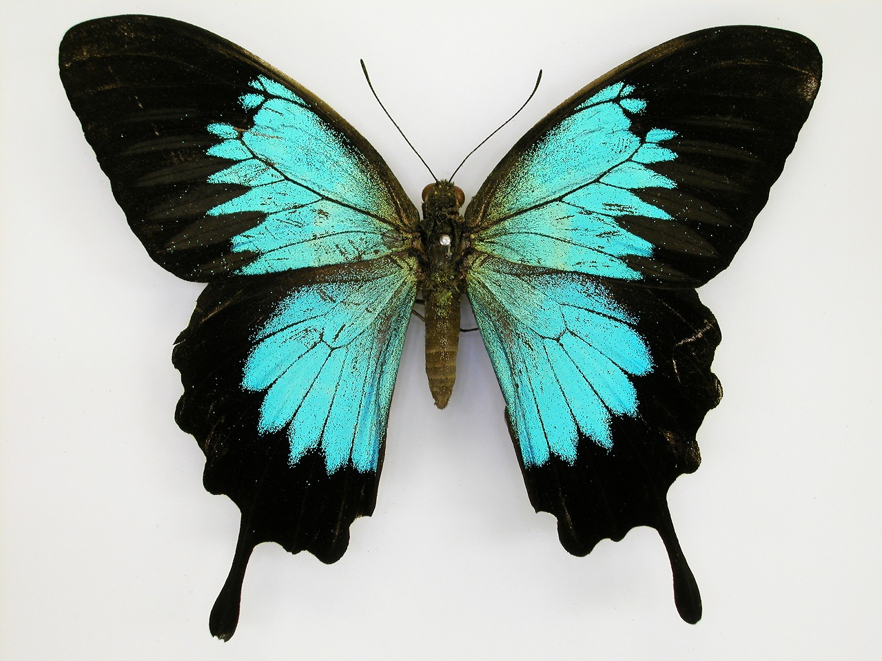 https://www.hitohaku.jp/material/l-material/butterfly-wing/1-papilionidae/B1-269947_A.jpg