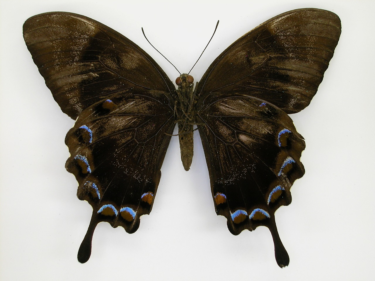 https://www.hitohaku.jp/material/l-material/butterfly-wing/1-papilionidae/B1-269947_B.jpg