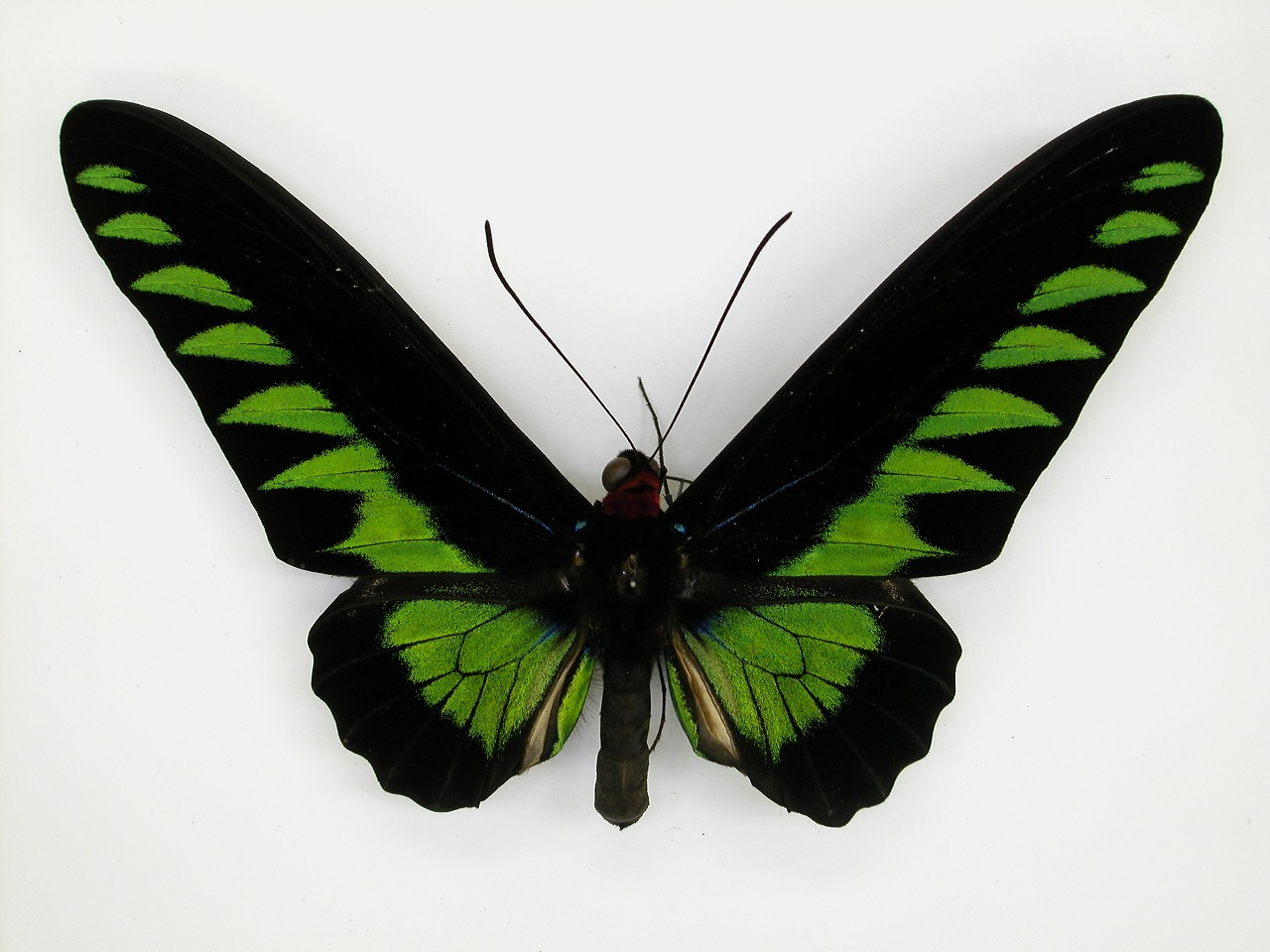 https://www.hitohaku.jp/material/l-material/butterfly-wing/1-papilionidae/B1-269970_A.jpg