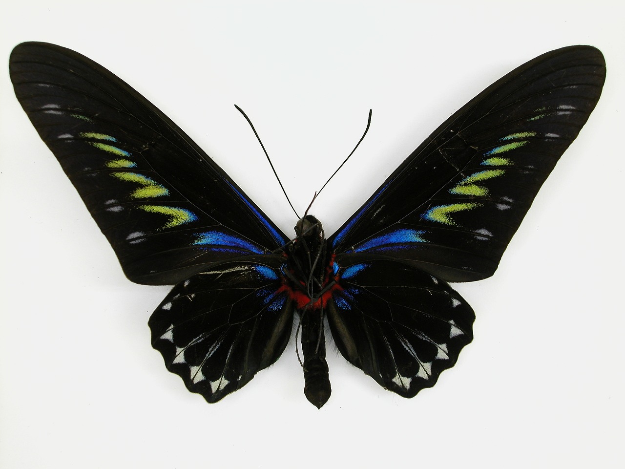 https://www.hitohaku.jp/material/l-material/butterfly-wing/1-papilionidae/B1-269970_B.jpg