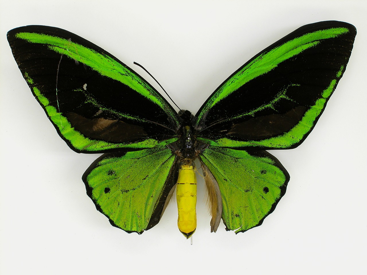 https://www.hitohaku.jp/material/l-material/butterfly-wing/1-papilionidae/B1-269985_A.jpg