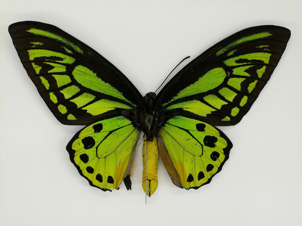 https://www.hitohaku.jp/material/l-material/butterfly-wing/1-papilionidae/B1-269985_B.jpg