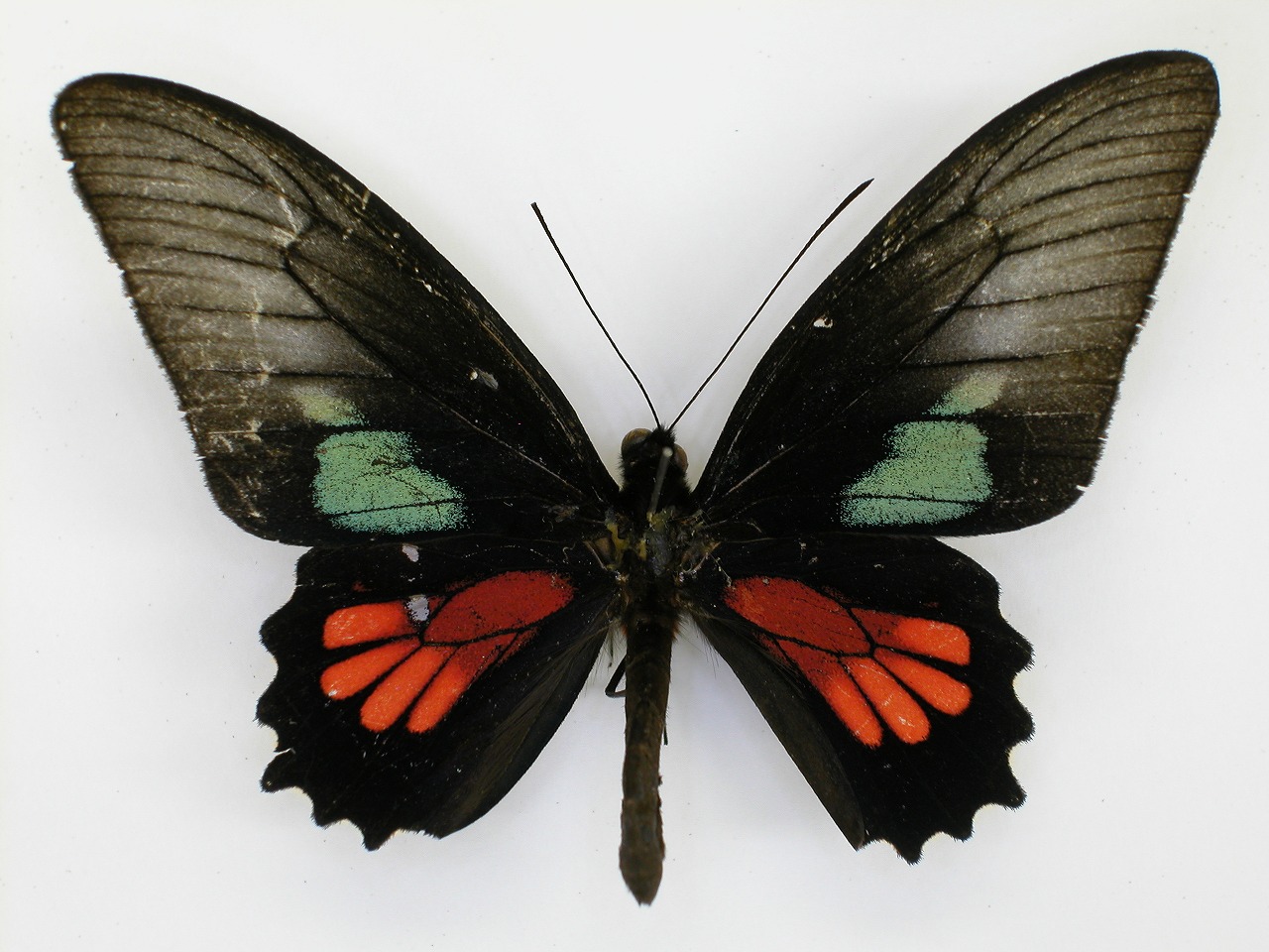 https://www.hitohaku.jp/material/l-material/butterfly-wing/1-papilionidae/B1-269997_A.jpg