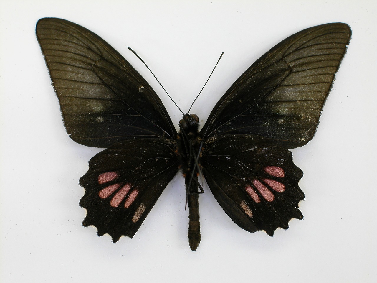 https://www.hitohaku.jp/material/l-material/butterfly-wing/1-papilionidae/B1-269997_B.jpg