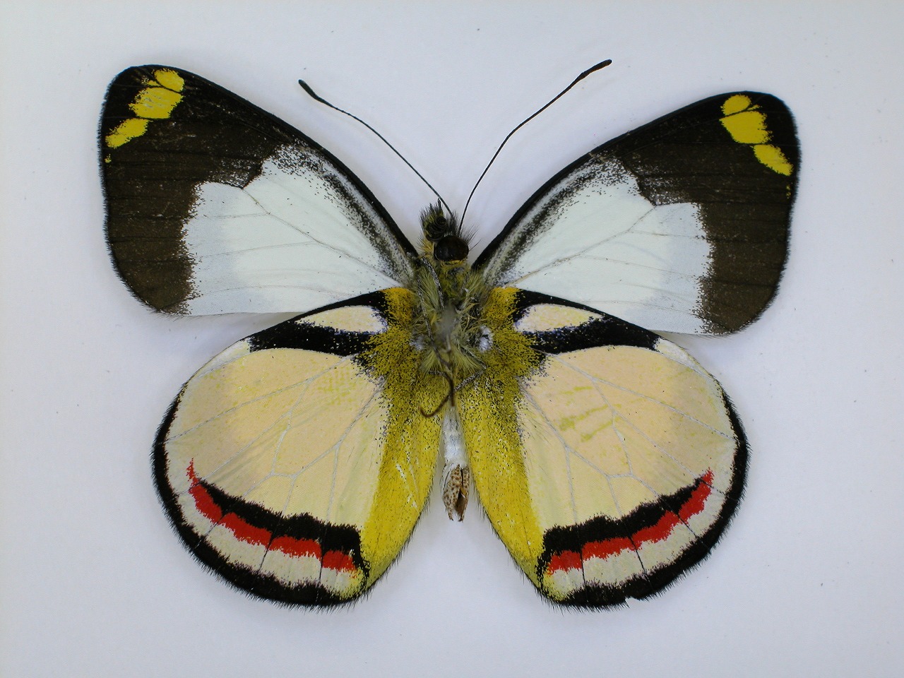 https://www.hitohaku.jp/material/l-material/butterfly-wing/2-pieridae/B1-270078_B.jpg