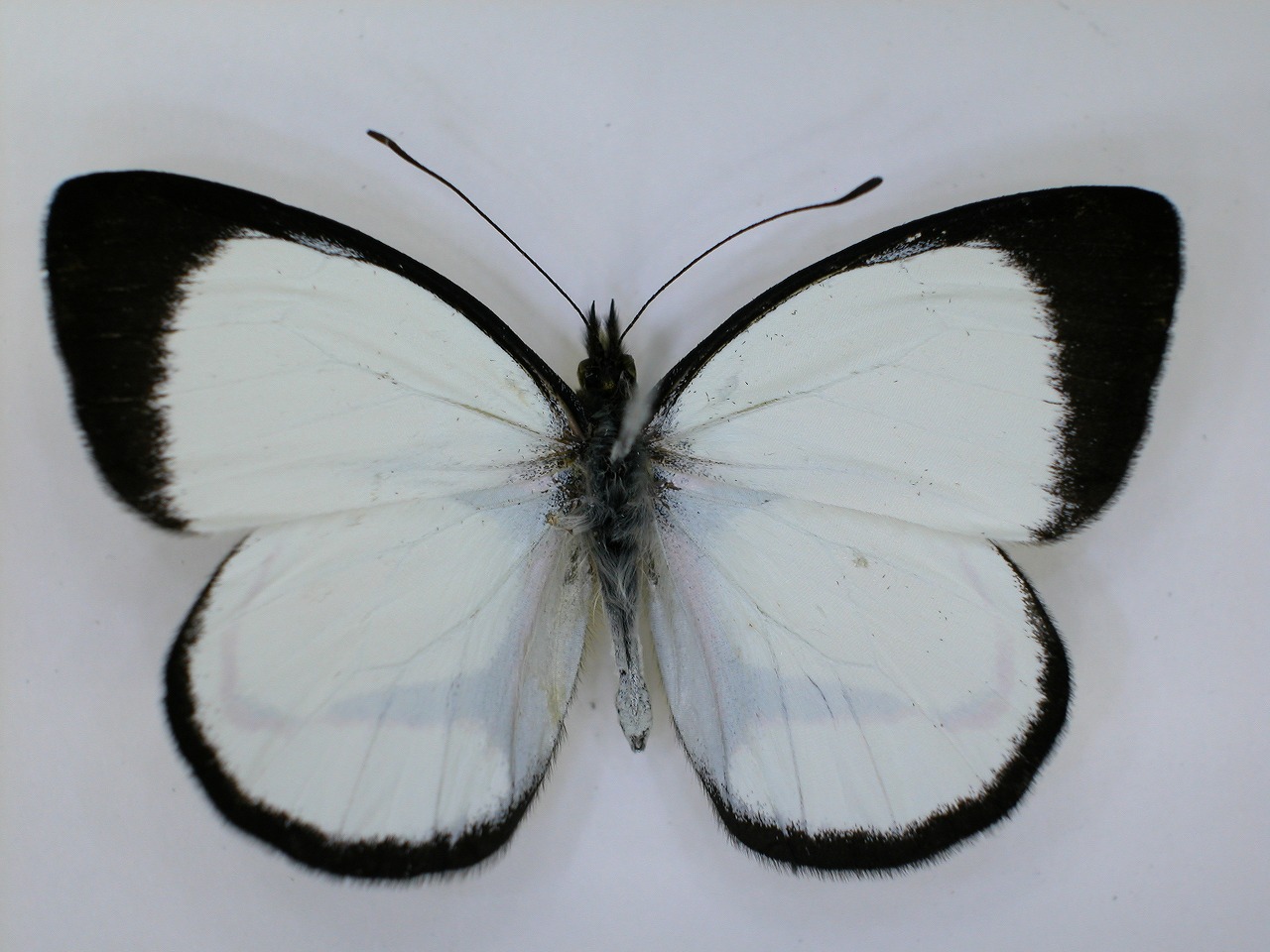 https://www.hitohaku.jp/material/l-material/butterfly-wing/2-pieridae/B1-270083_A.jpg