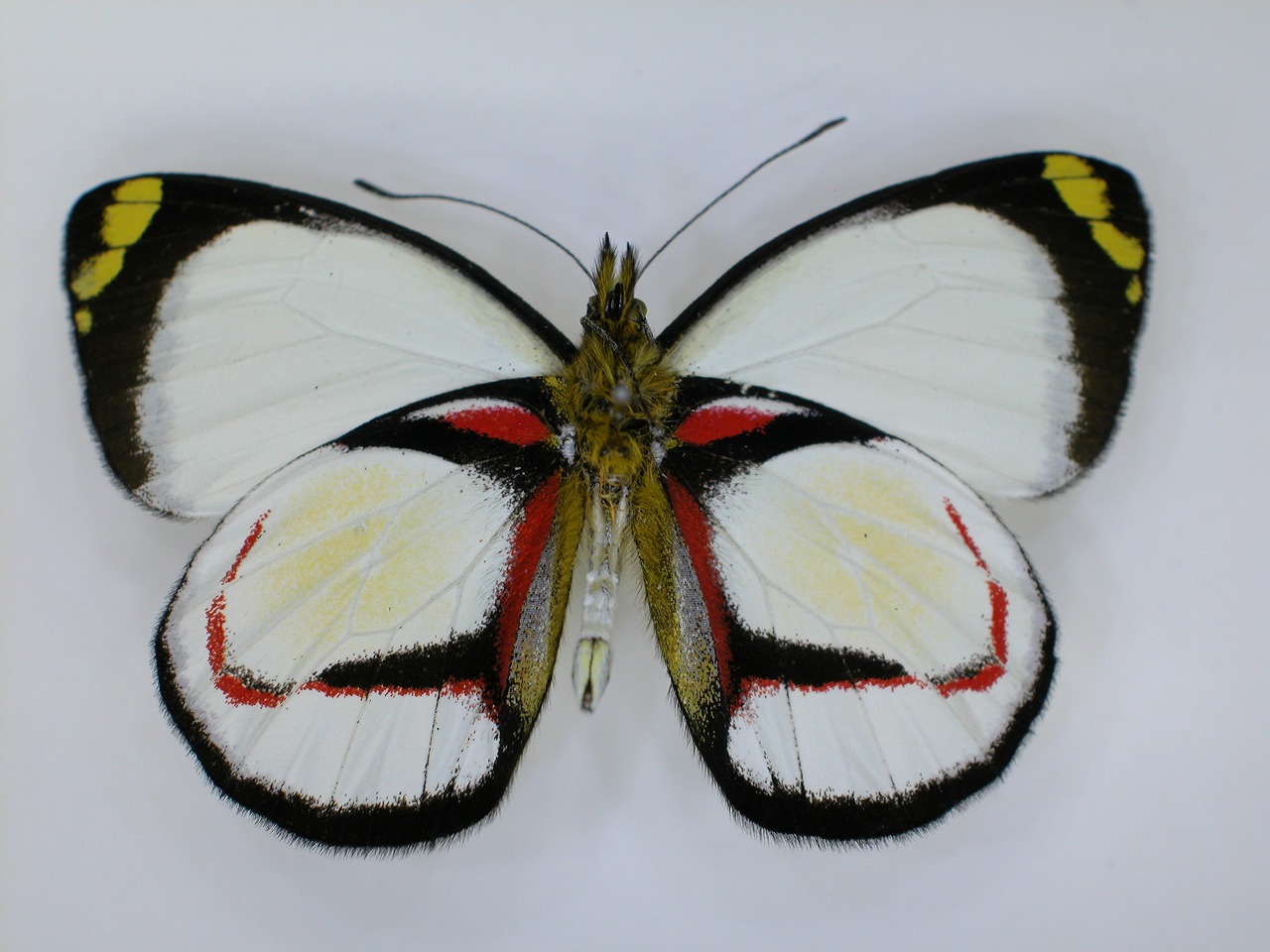 https://www.hitohaku.jp/material/l-material/butterfly-wing/2-pieridae/B1-270083_B.jpg