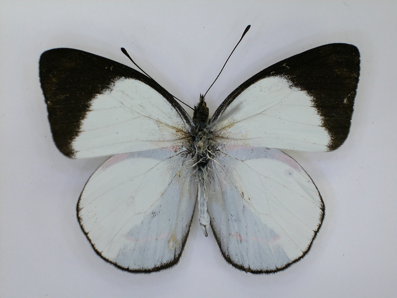 https://www.hitohaku.jp/material/l-material/butterfly-wing/2-pieridae/B1-270089_A.jpg