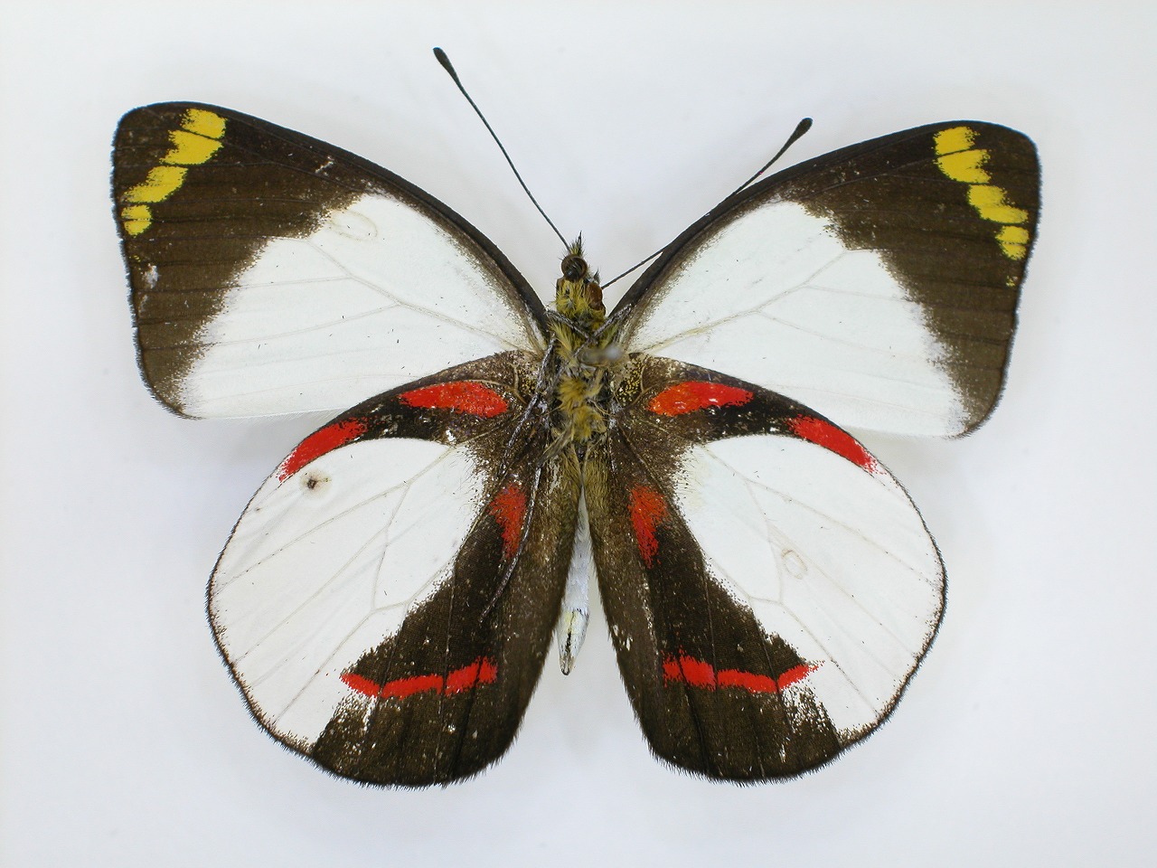 https://www.hitohaku.jp/material/l-material/butterfly-wing/2-pieridae/B1-270089_B.jpg