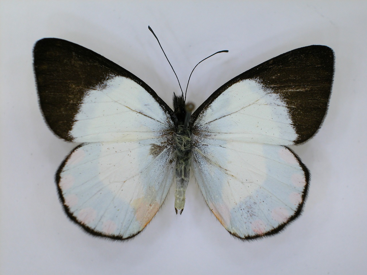 https://www.hitohaku.jp/material/l-material/butterfly-wing/2-pieridae/B1-270092_A.jpg