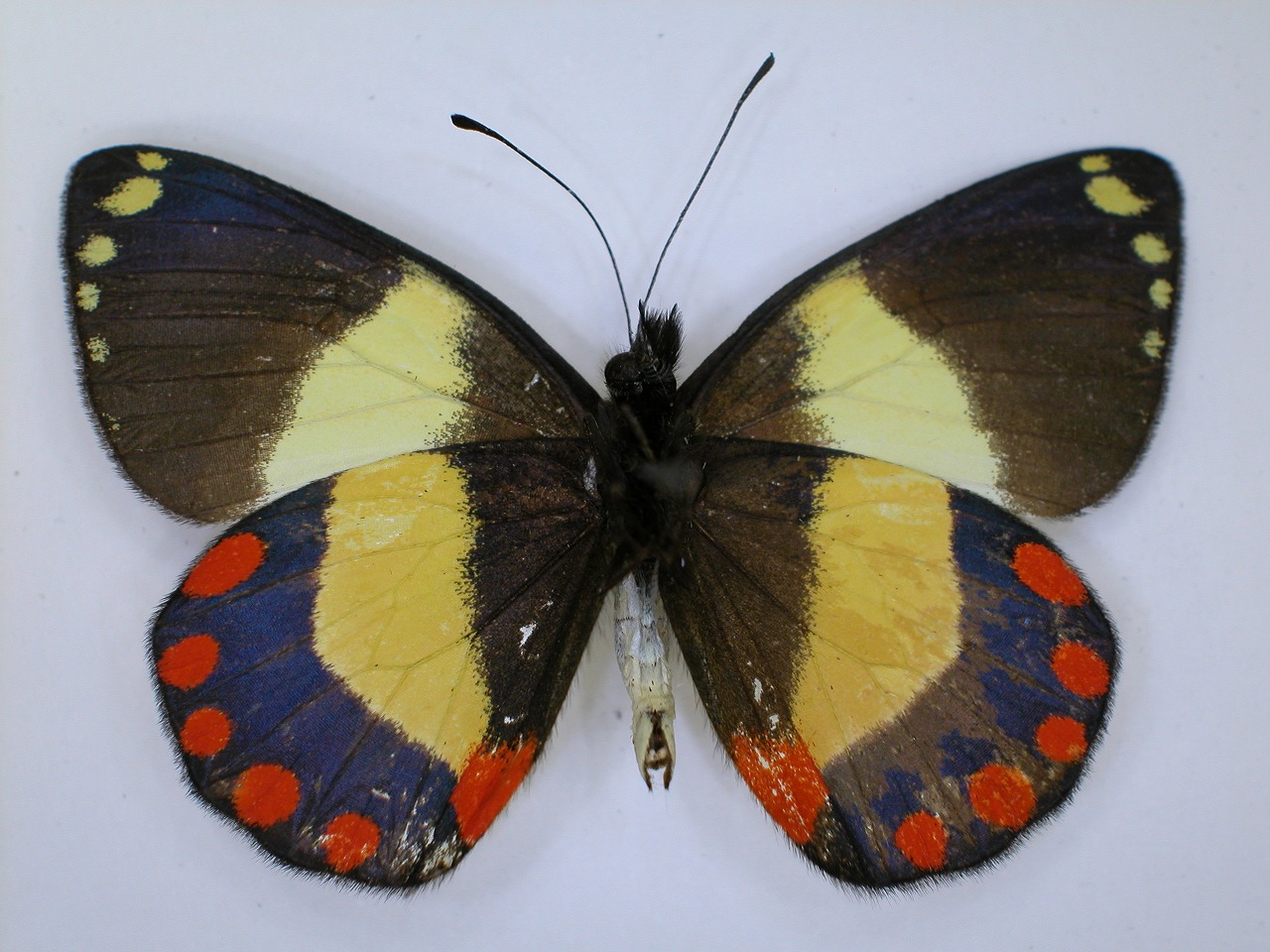 https://www.hitohaku.jp/material/l-material/butterfly-wing/2-pieridae/B1-270092_B.jpg