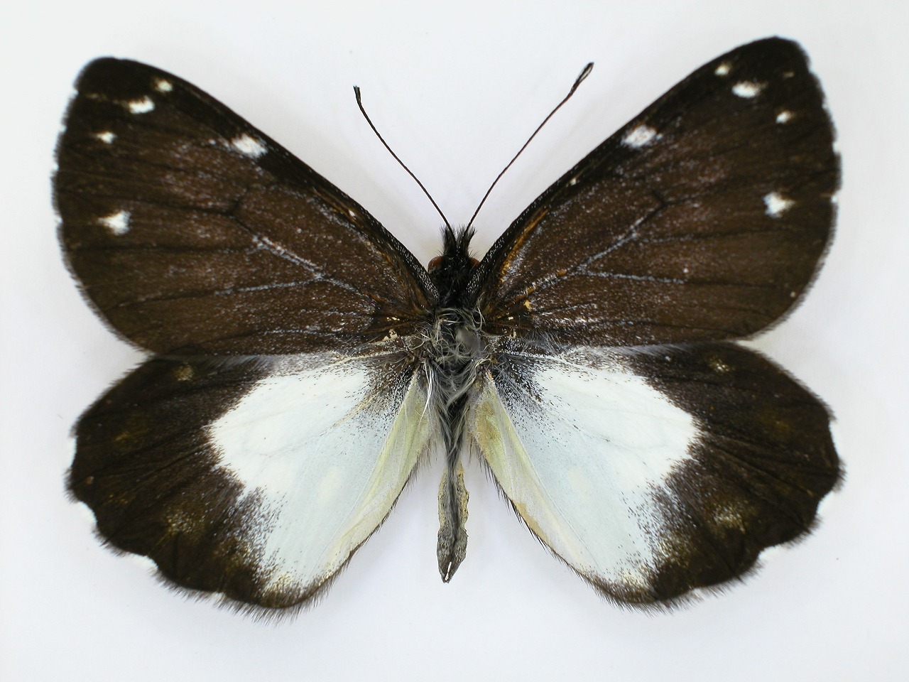 https://www.hitohaku.jp/material/l-material/butterfly-wing/2-pieridae/B1-270118_A.jpg