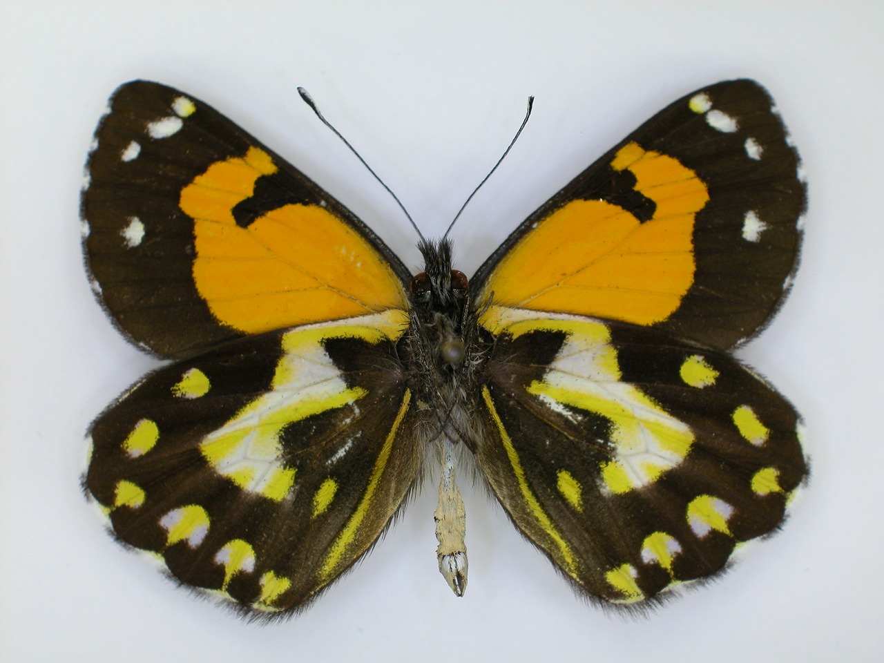 https://www.hitohaku.jp/material/l-material/butterfly-wing/2-pieridae/B1-270118_B.jpg