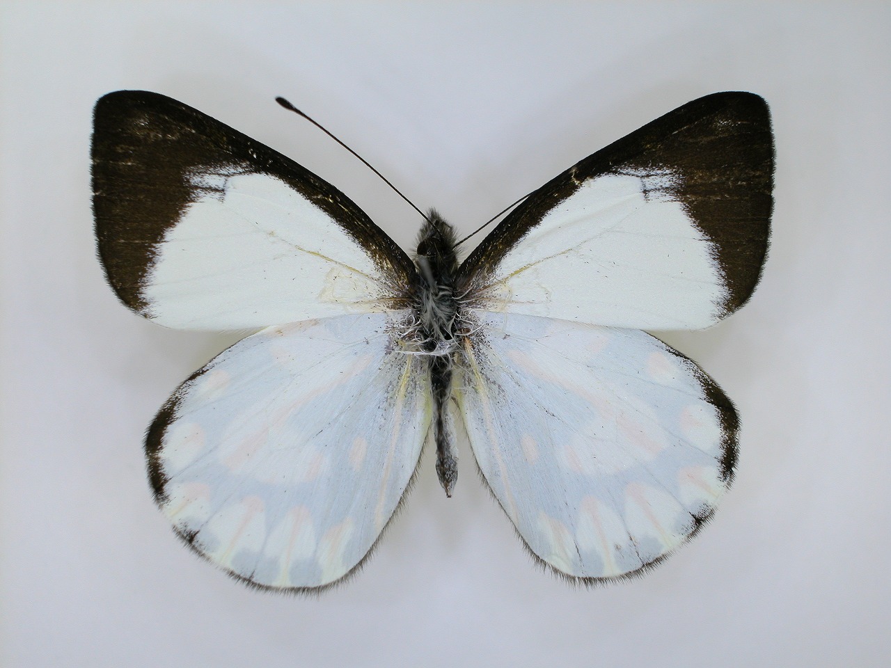 https://www.hitohaku.jp/material/l-material/butterfly-wing/2-pieridae/B1-270129_A.jpg