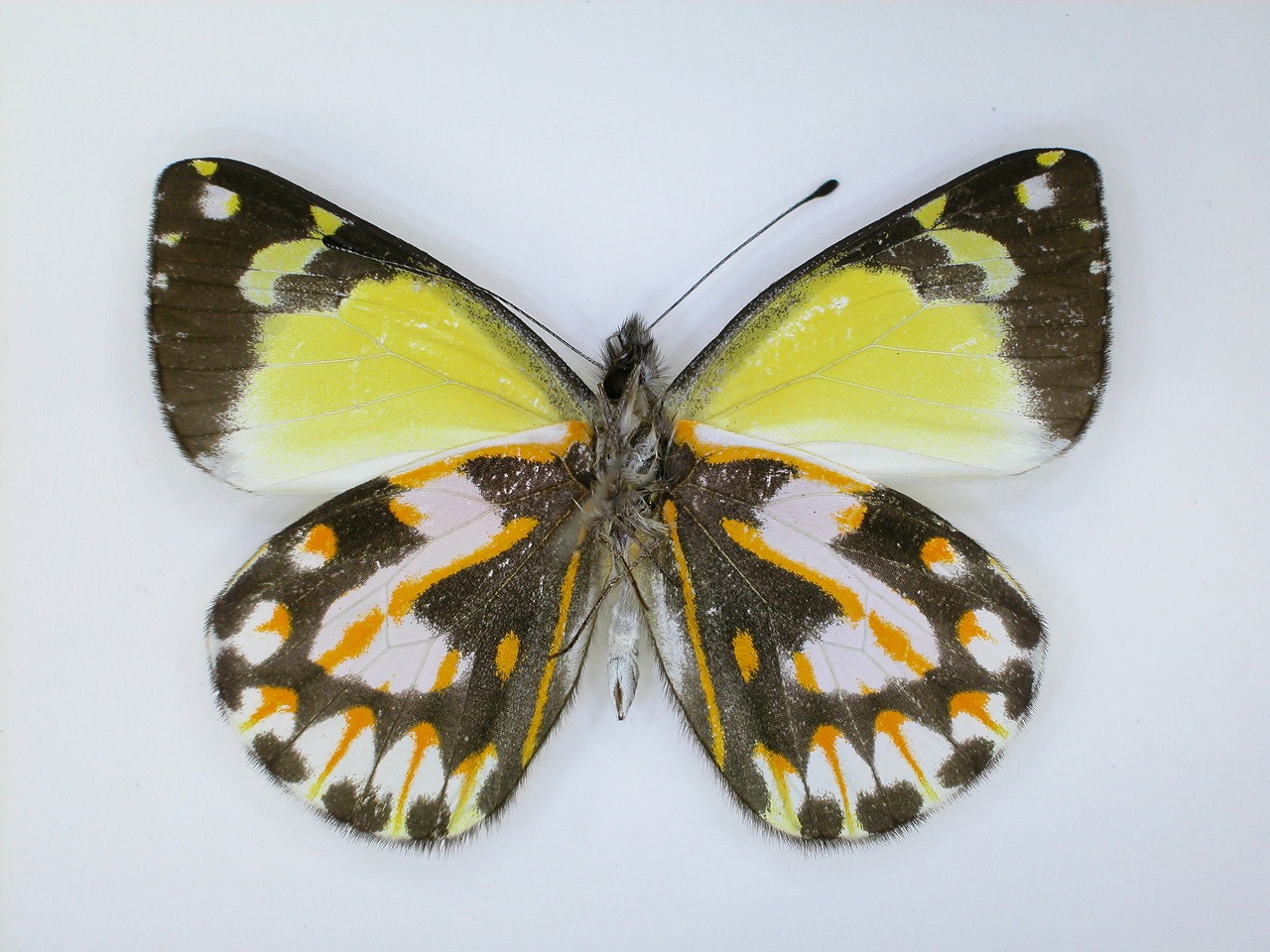 https://www.hitohaku.jp/material/l-material/butterfly-wing/2-pieridae/B1-270129_B.jpg
