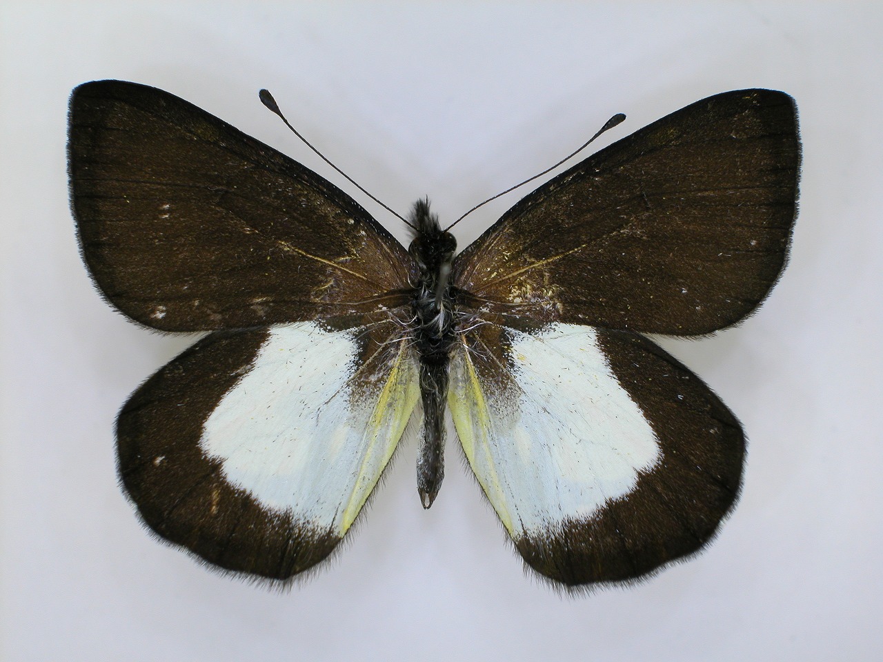 https://www.hitohaku.jp/material/l-material/butterfly-wing/2-pieridae/B1-270147_A.jpg